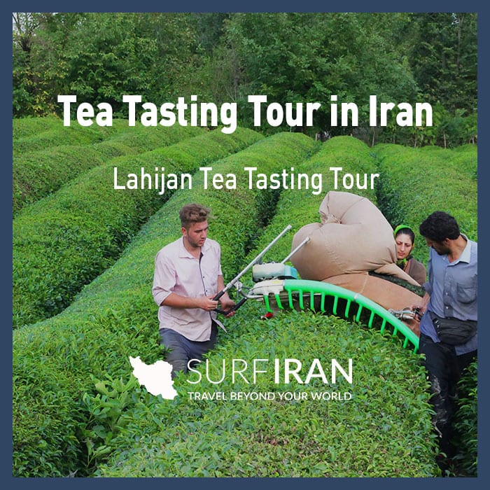 Lahijan Tea Tasting Tour Lahijan Tea Tasting Tour