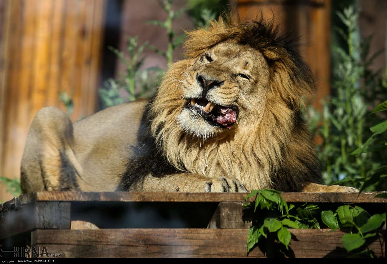 Persian Lion Returns To Iran After Years