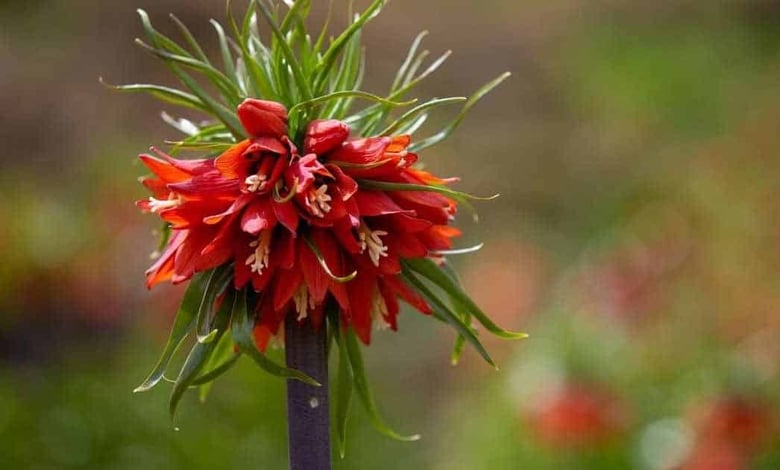 Reverse Tulips The World's Most Beautiful Tulips