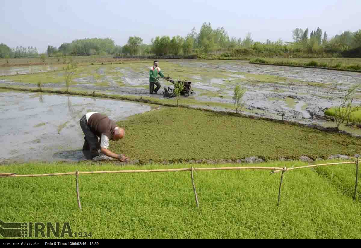Rice Transplantation In Gilan
