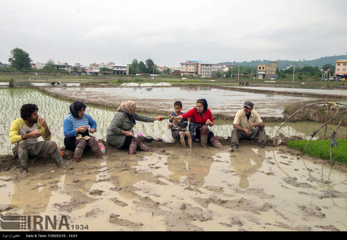 Rice Transplantation In Gilan