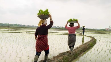 Gilan'S Rice Fields 2 Rice Transplantation In Gilan