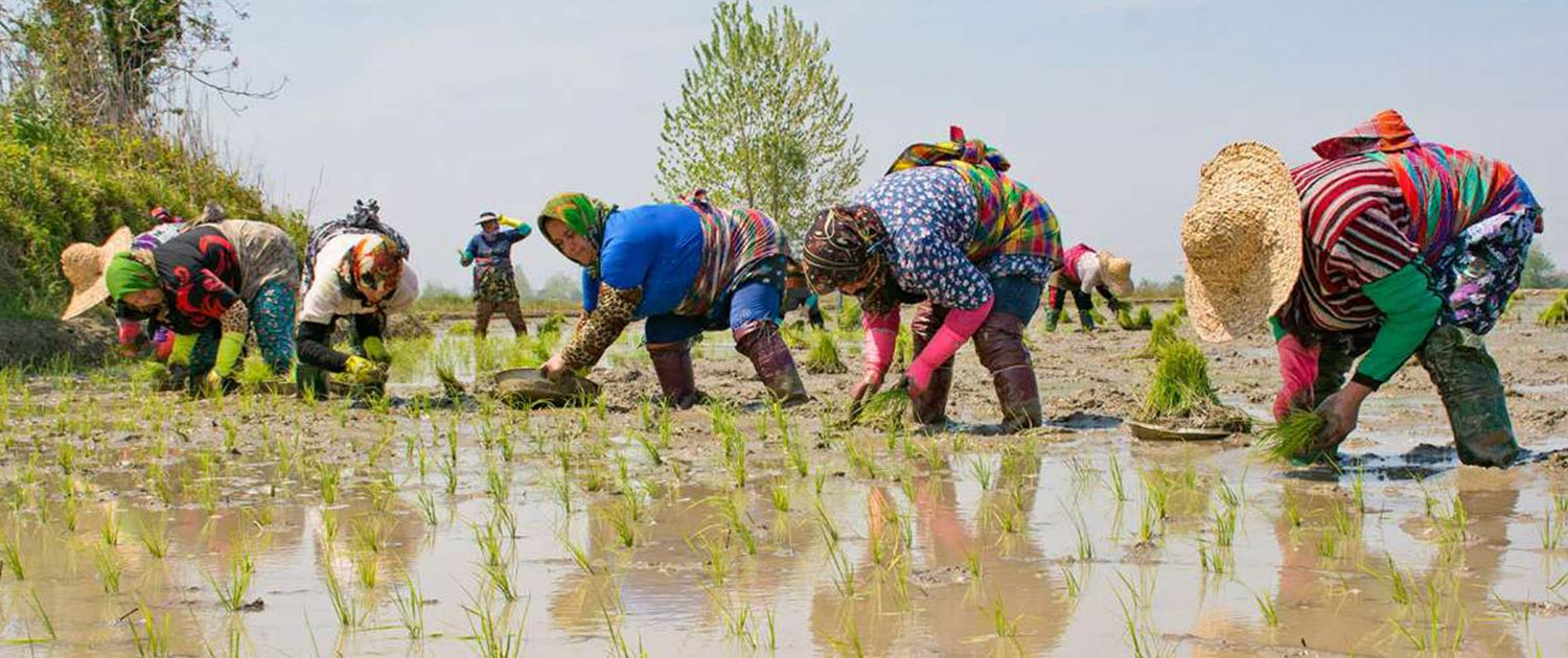 All About Rice In Iran Rice Travel All About Rice In Iran Rice Travel