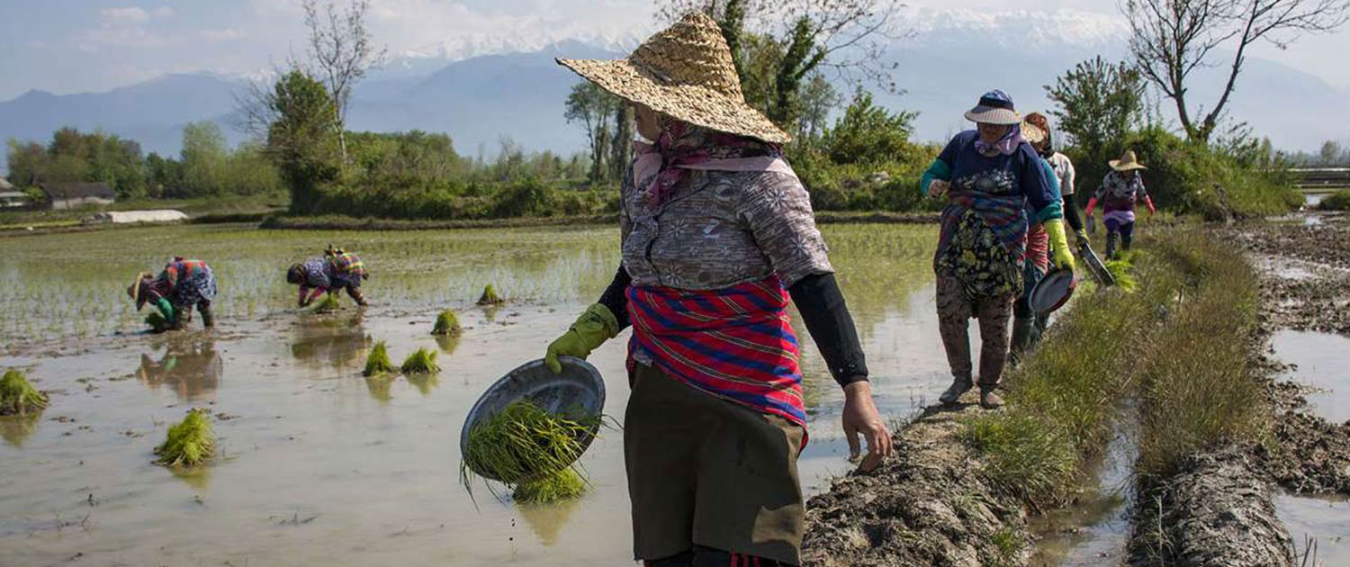 All About Rice In Iran Rice Travel All About Rice In Iran Rice Travel