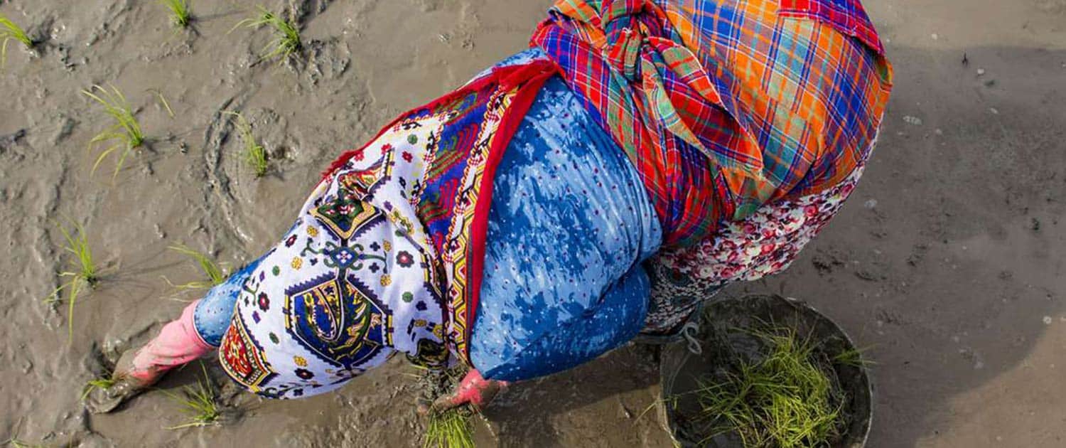 All About Rice In Iran Rice Travel All About Rice In Iran Rice Travel