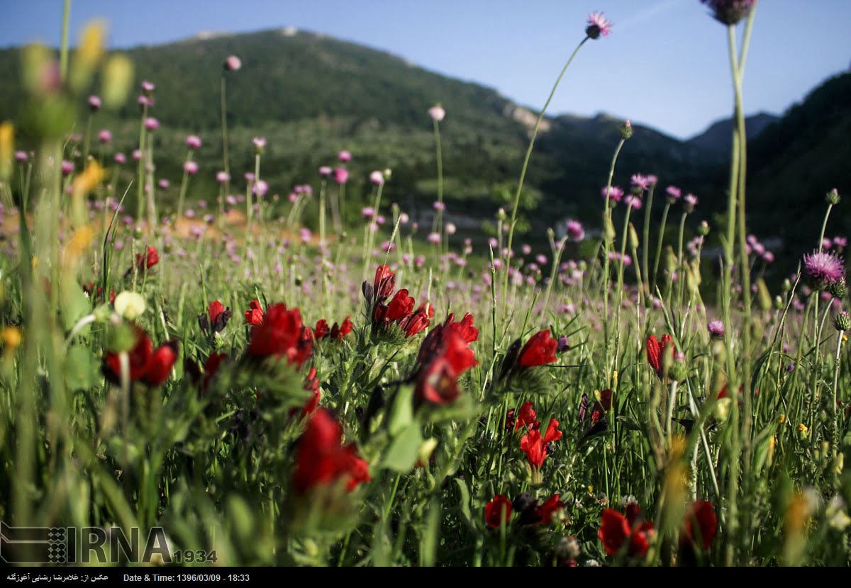 Spring Nature Of Mazandaran