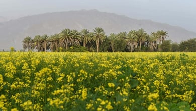 Spring Nature Of Fars Province