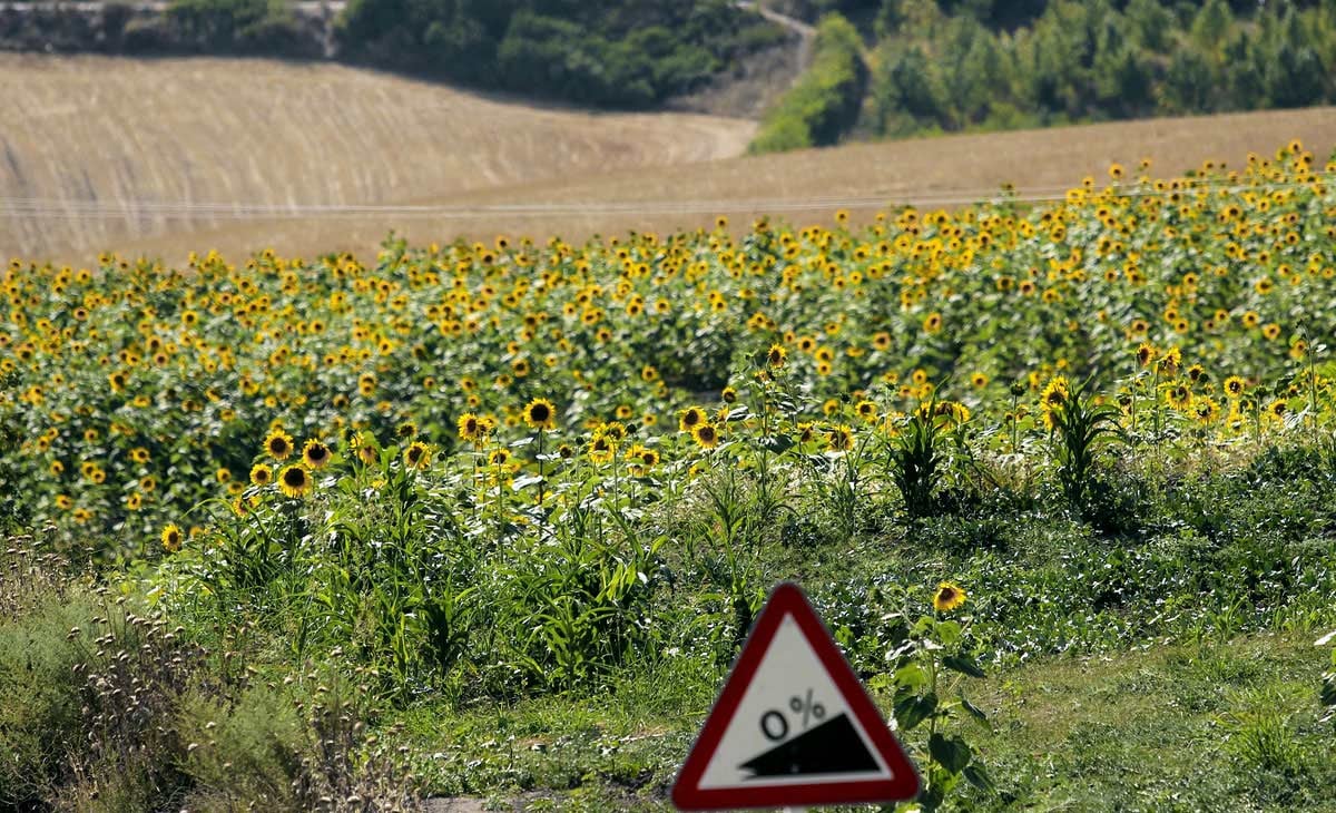 Sunflower Fields In Bloom In Golestan, Iran Sunflower Fields In Bloom In Golestan, Iran