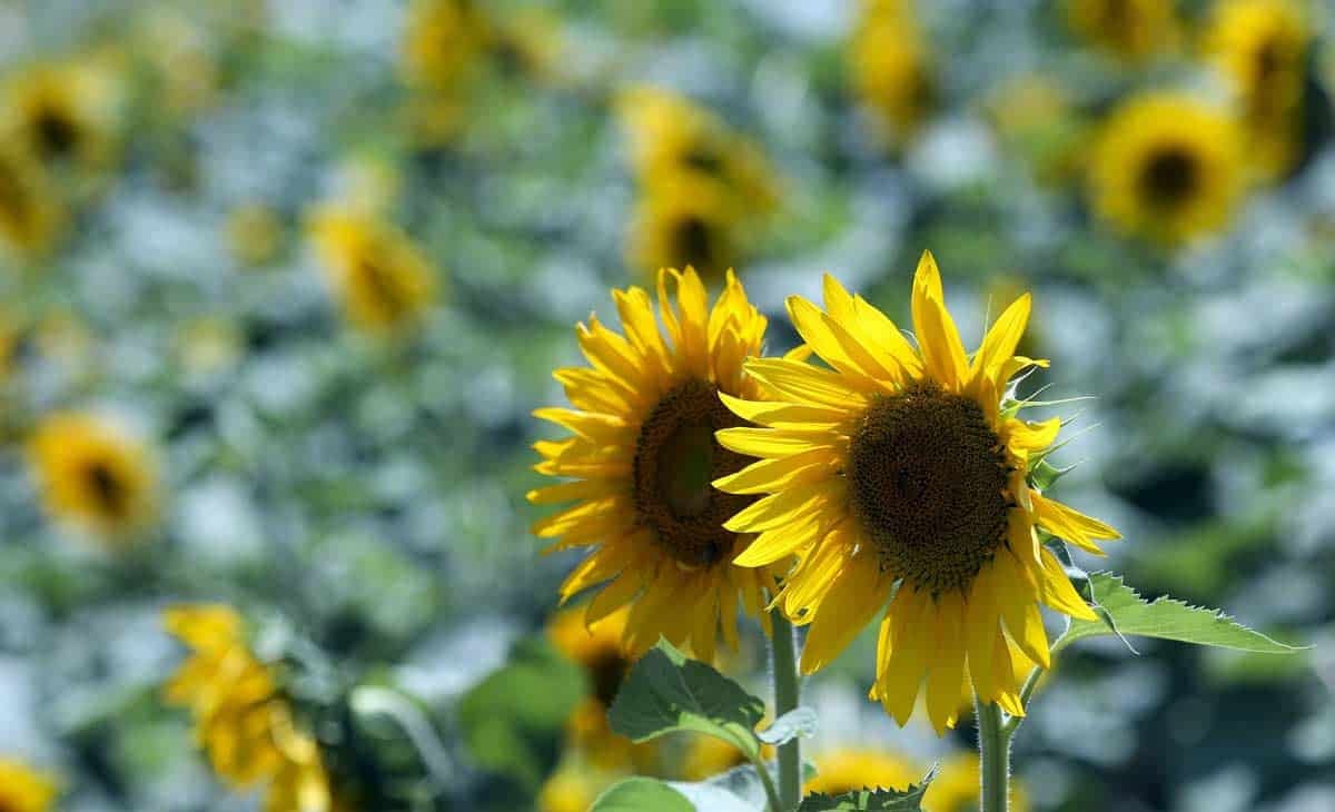 Sunflower Fields In Bloom In Golestan, Iran