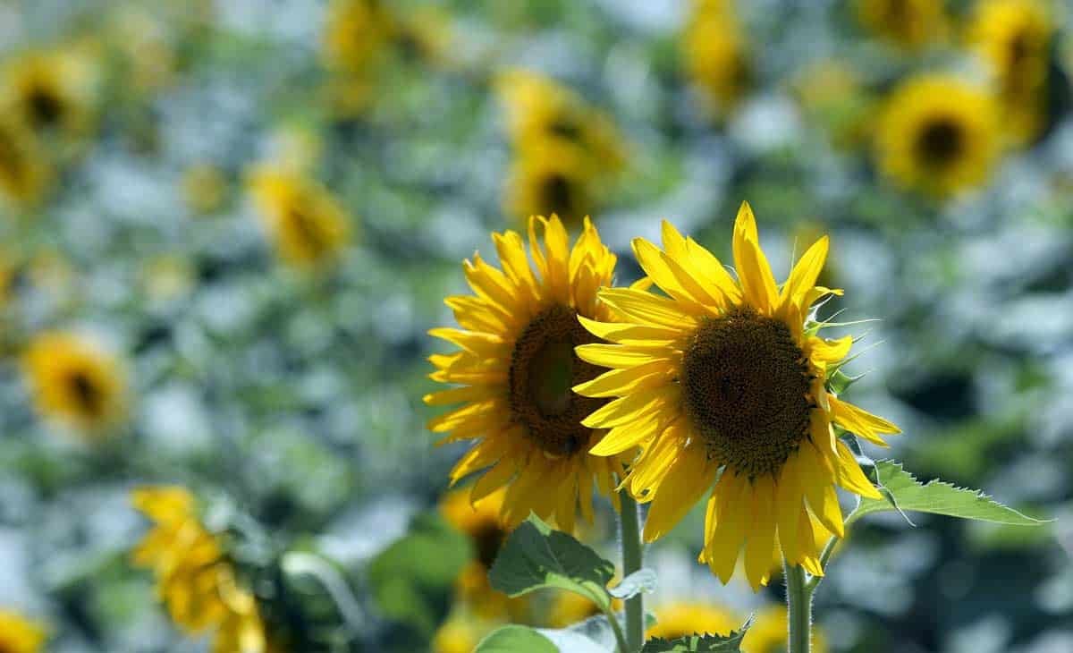 Sunflower Fields In Bloom In Golestan, Iran Sunflower Fields In Bloom In Golestan, Iran