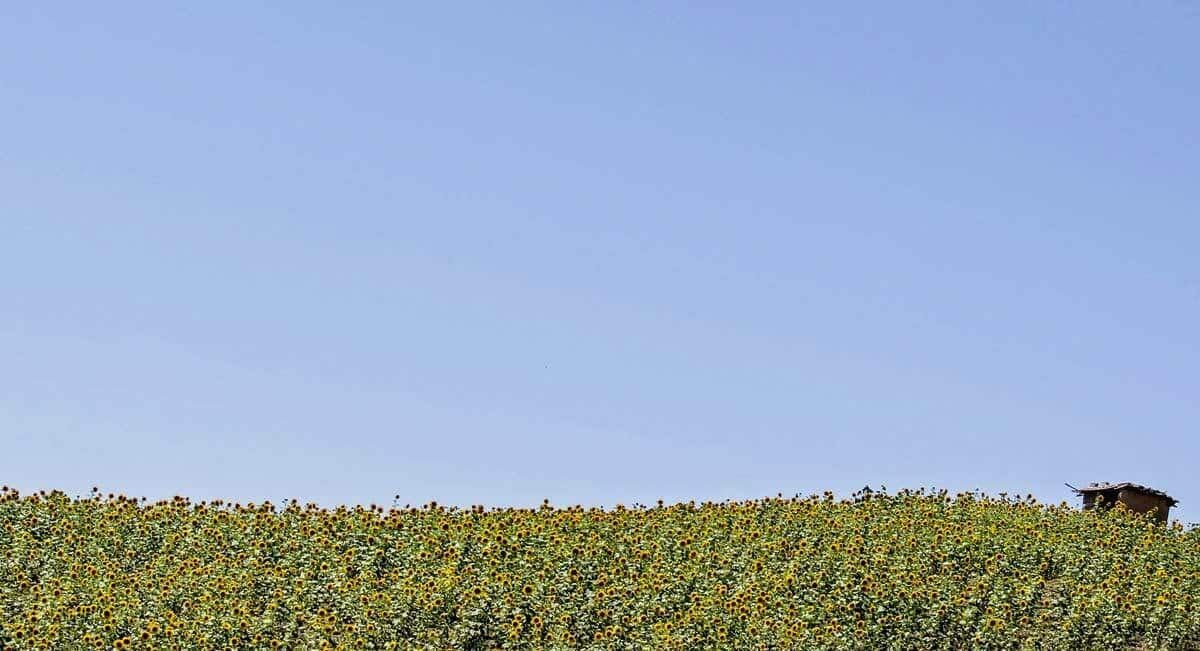 Sunflower Fields In Bloom In Golestan, Iran Sunflower Fields In Bloom In Golestan, Iran