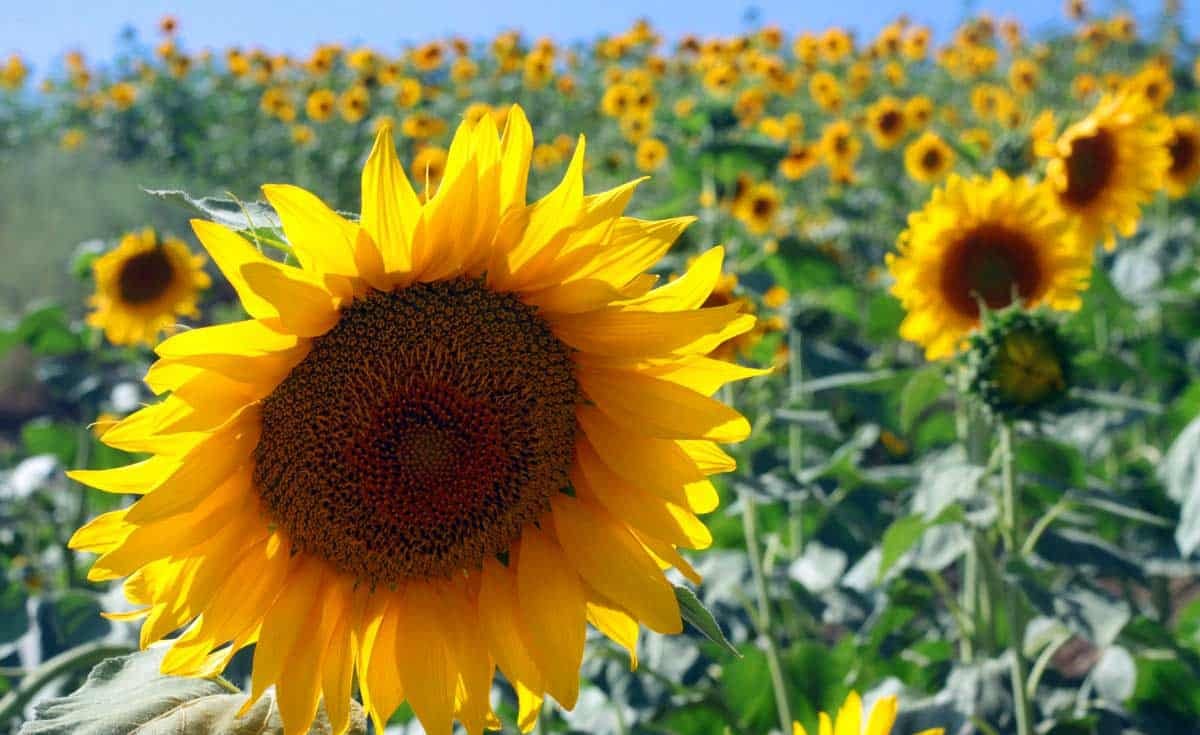 Sunflower Fields In Bloom In Golestan, Iran