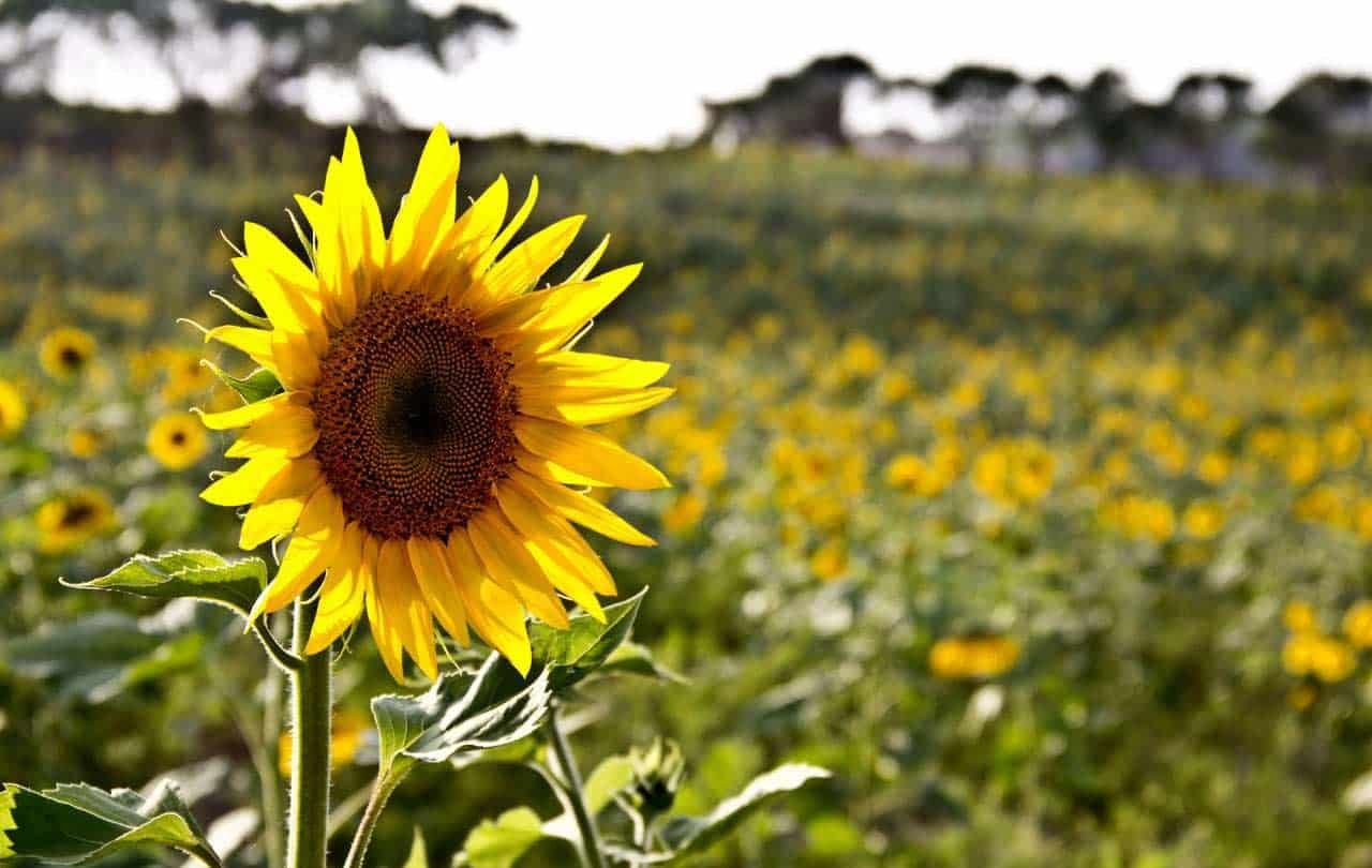 Sunflower Fields In Bloom In Golestan, Iran Sunflower Fields In Bloom In Golestan, Iran