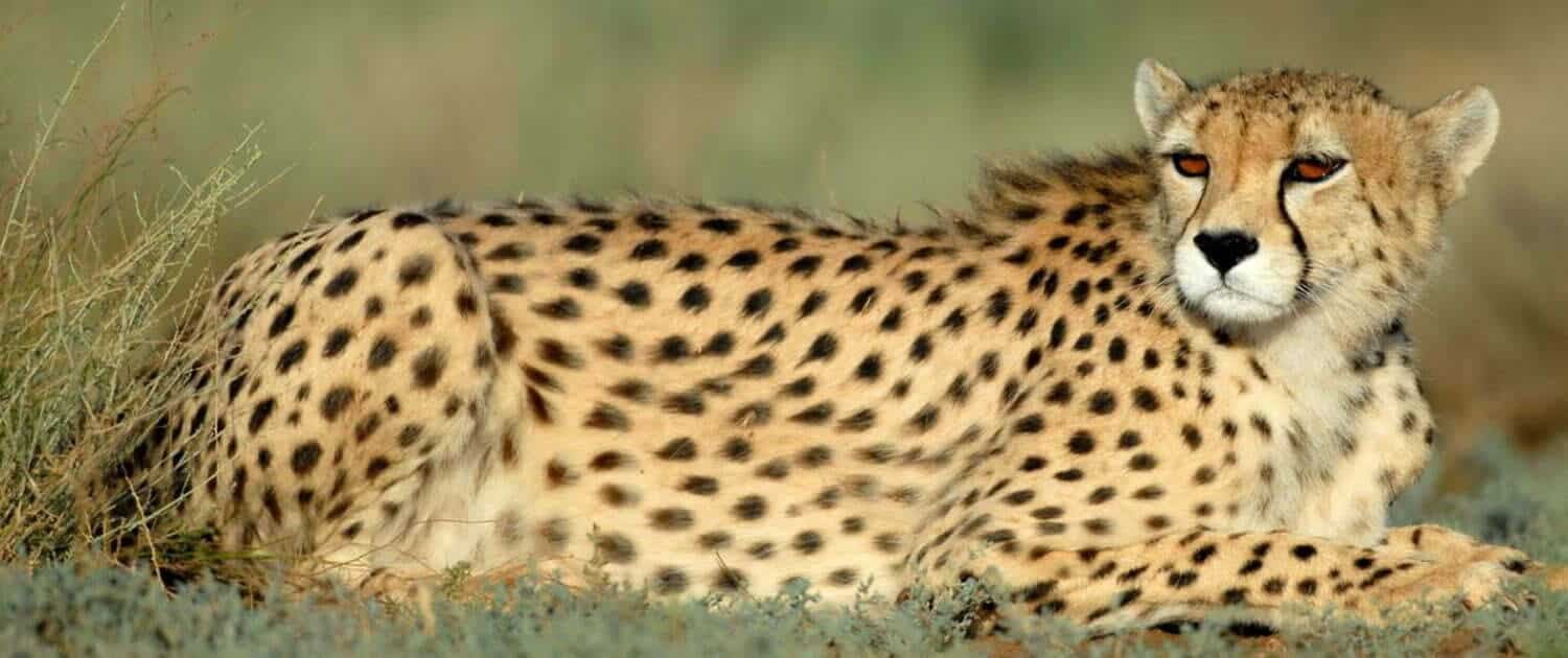 The Festival Of Asiatic Cheetah