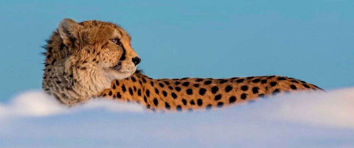 The Festival Of Asiatic Cheetah The Festival Of Asiatic Cheetah