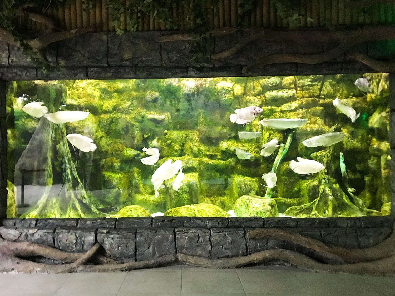 The Largest Aquarium Tunnel In Iran Opens In Bandar E Anzali