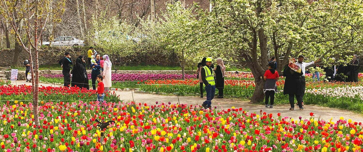 Tulip Festival Gachsar Tulip Festival Gachsar