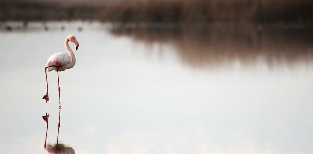 Miankaleh Peninsula ‒ A Heaven For Bird Watchers 2 20230930 26 - Miankaleh Peninsula ‒ A Heaven For Bird Watchers