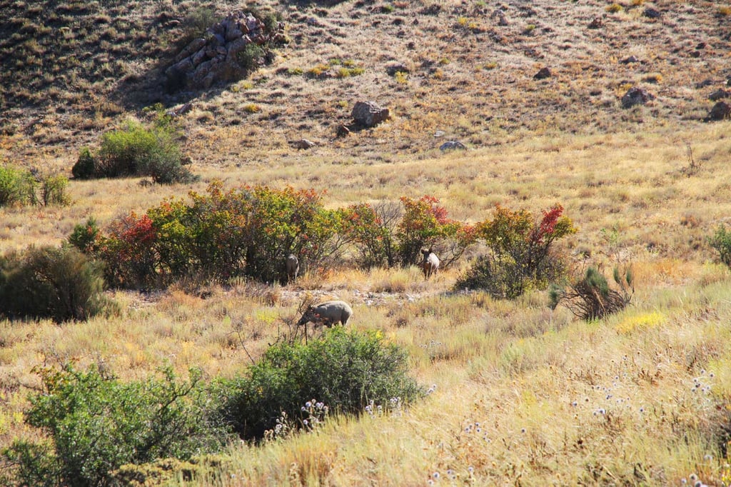 A Swiss Family At The Irans Golestan National Park