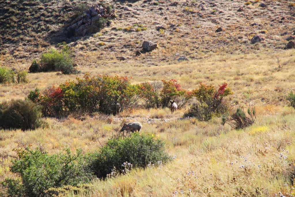 A Swiss Family At The Irans Golestan National Park A Swiss Family At The Irans Golestan National Park