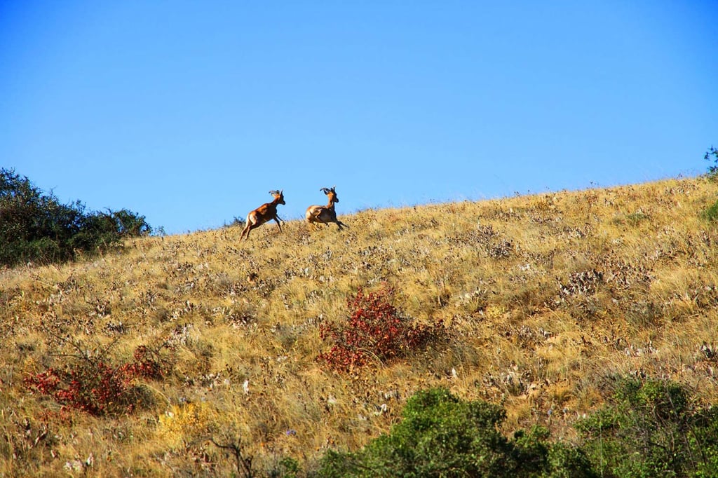 A Swiss Family At The Irans Golestan National Park A Swiss Family At The Irans Golestan National Park