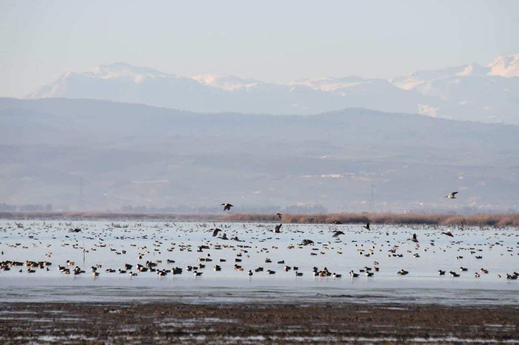 Miankaleh Peninsula ‒ A Heaven For Bird Watchers Image
