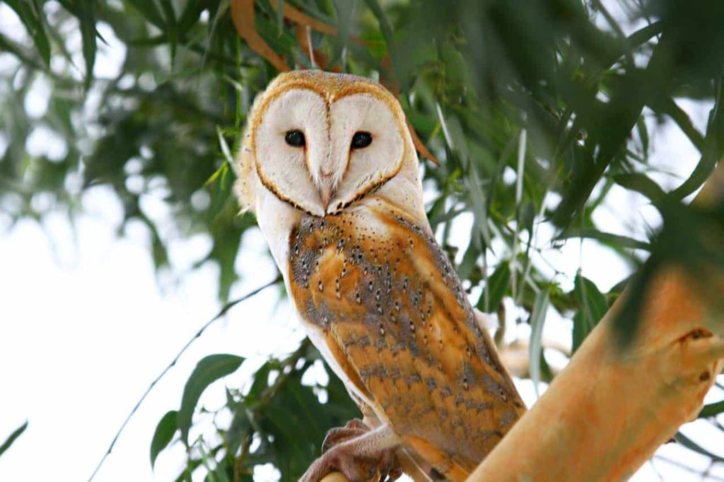 Miankaleh Peninsula ‒ A Heaven For Bird Watchers Image