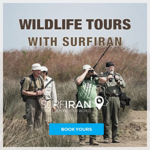 Miankaleh Peninsula ‒ A Heaven For Bird Watchers Image
