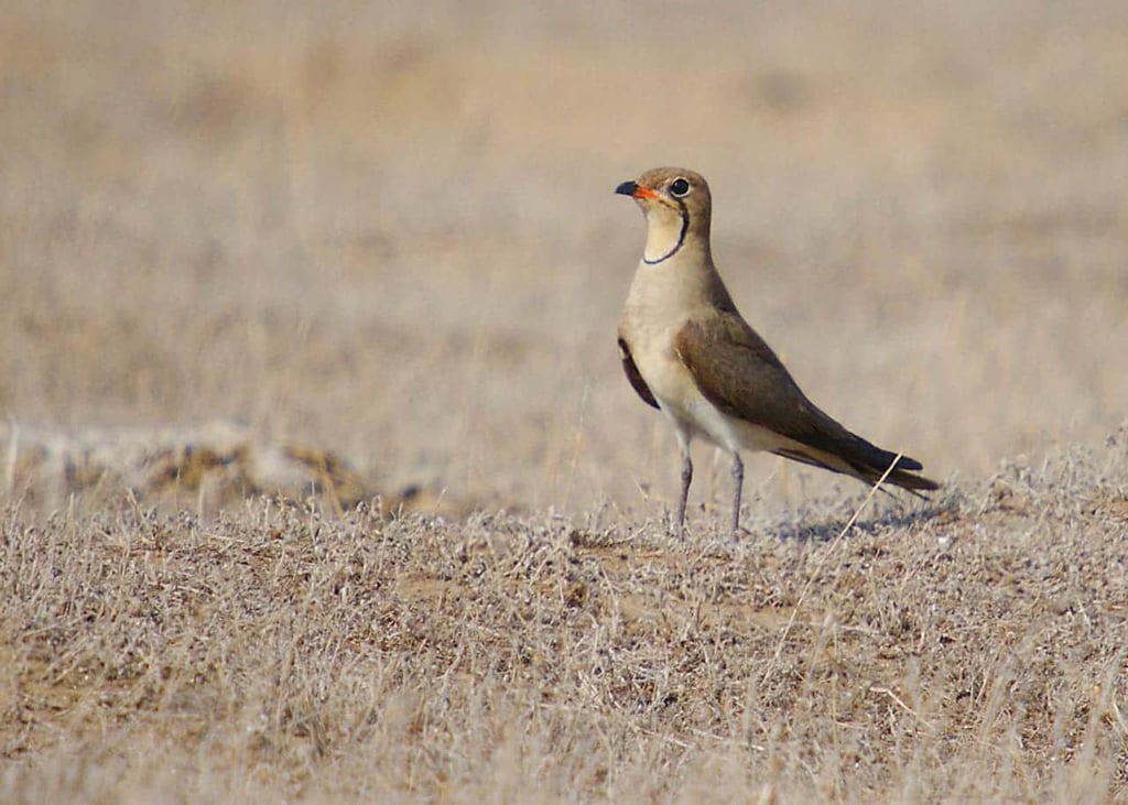 Miankaleh Peninsula ‒ A Heaven For Bird Watchers Image