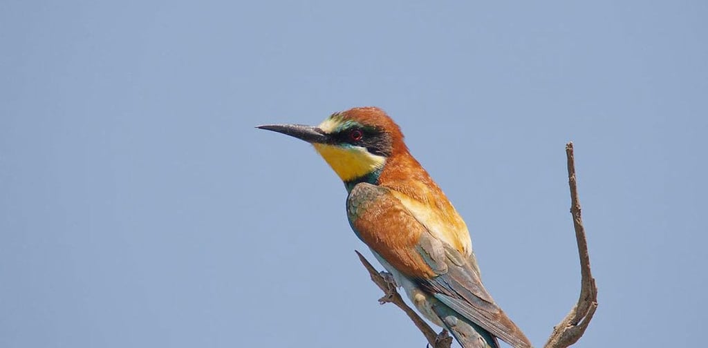 Miankaleh Peninsula ‒ A Heaven For Bird Watchers Image