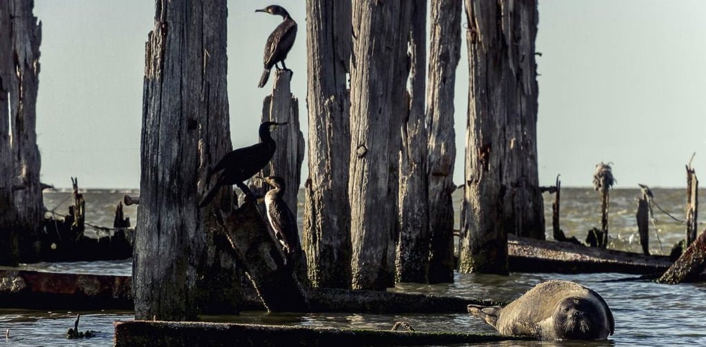 Miankaleh Peninsula ‒ A Heaven For Bird Watchers Image