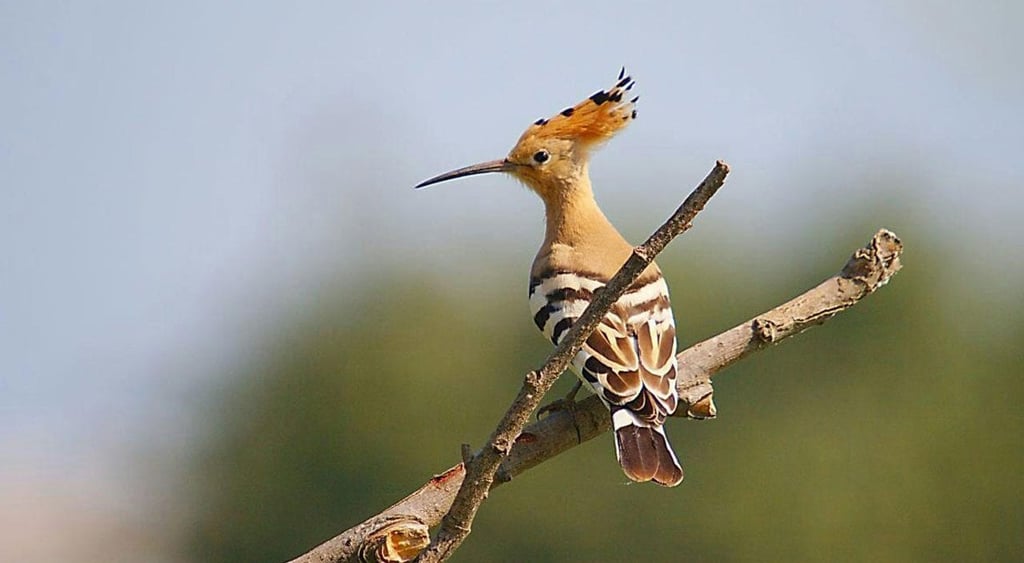 Miankaleh Peninsula ‒ A Heaven For Bird Watchers Image