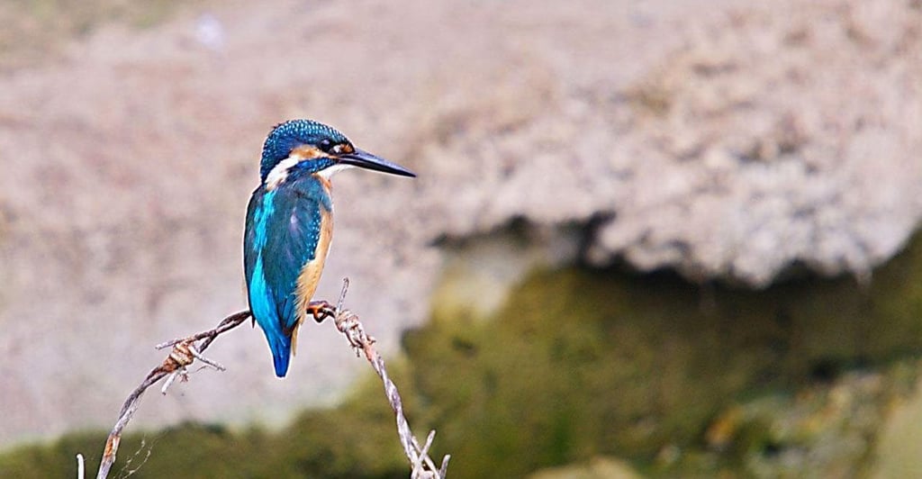 Miankaleh Peninsula ‒ A Heaven For Bird Watchers Image