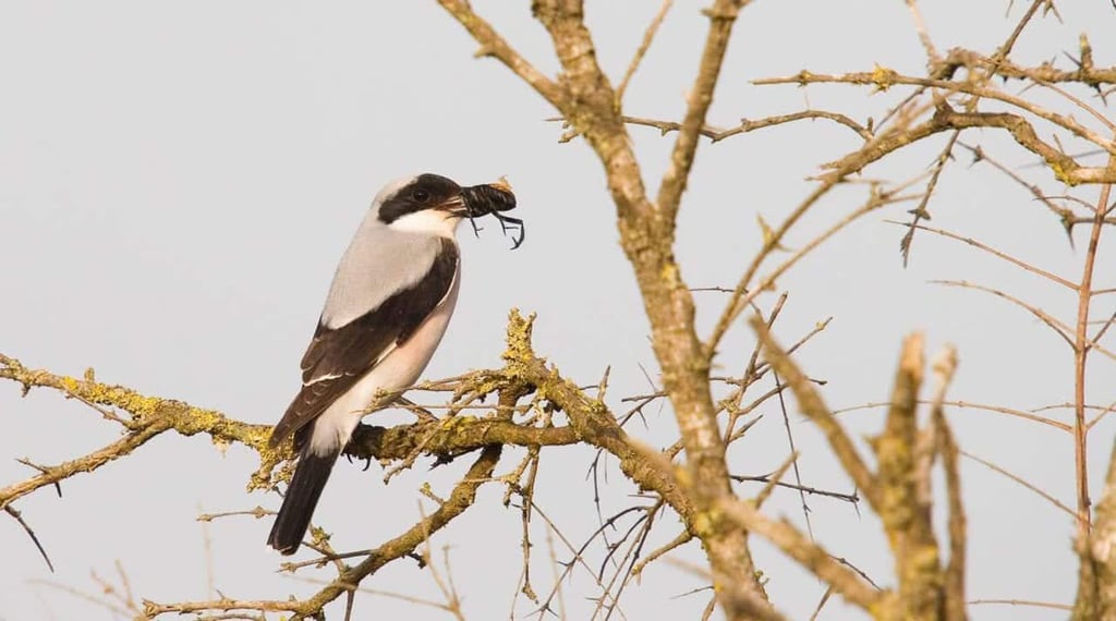 Miankaleh Peninsula ‒ A Heaven For Bird Watchers Image