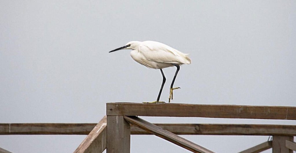 Miankaleh Peninsula ‒ A Heaven For Bird Watchers Image