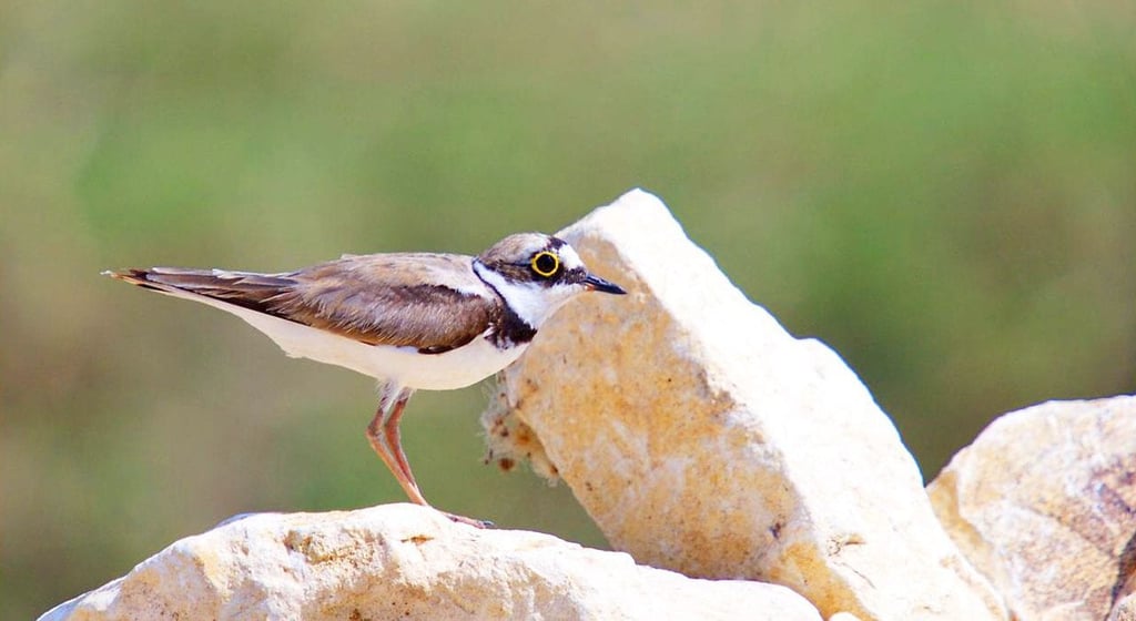 Miankaleh Peninsula ‒ A Heaven For Bird Watchers Image
