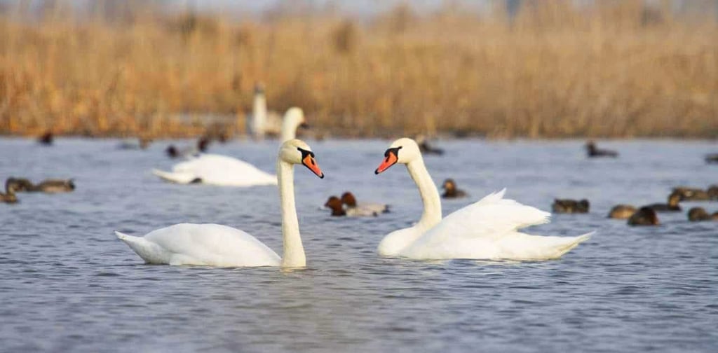 Miankaleh Peninsula ‒ A Heaven For Bird Watchers Image
