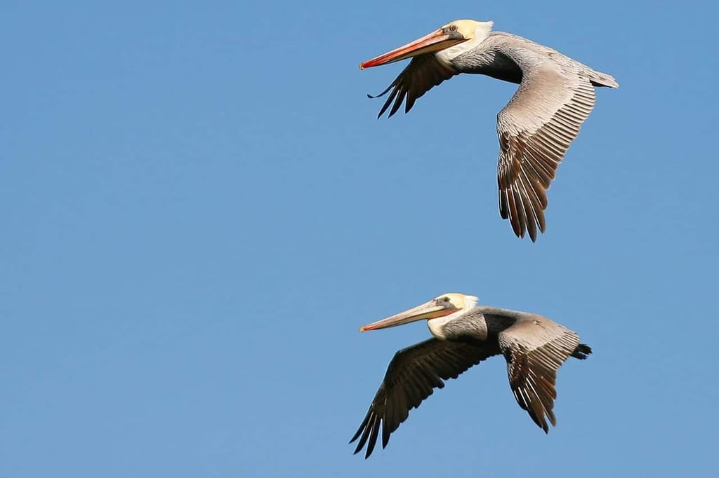Miankaleh Peninsula ‒ A Heaven For Bird Watchers Image