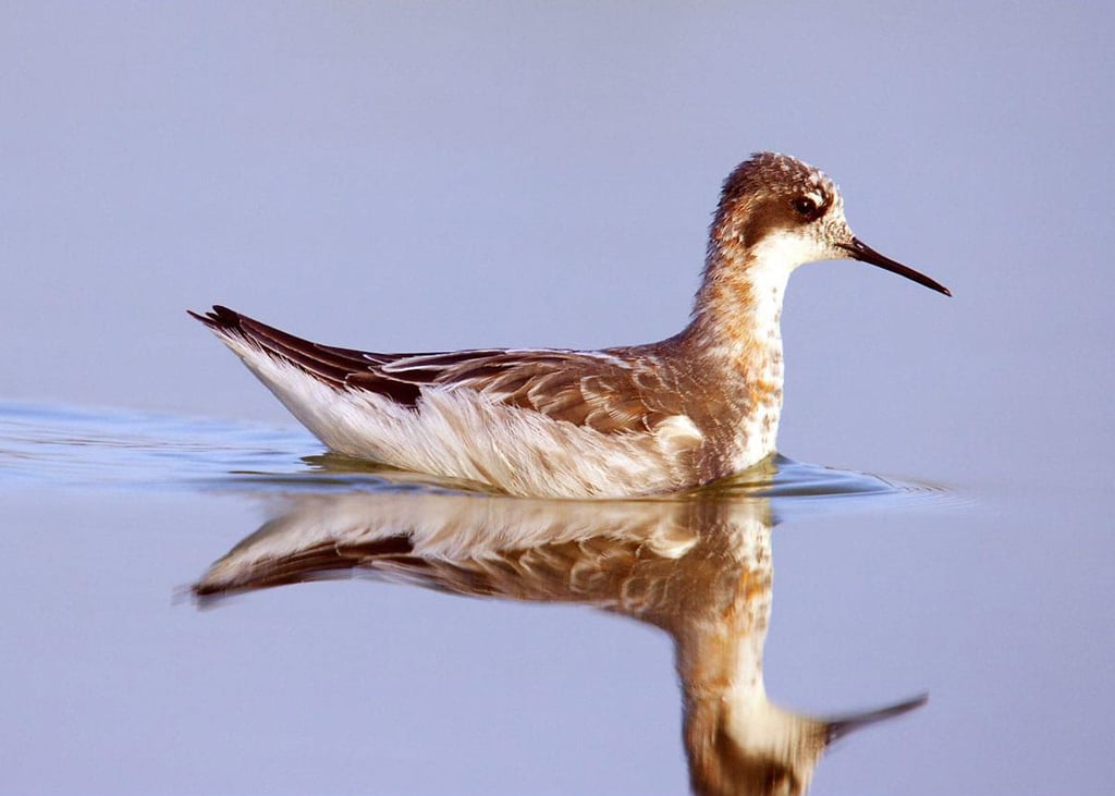 Miankaleh Peninsula ‒ A Heaven For Bird Watchers Image