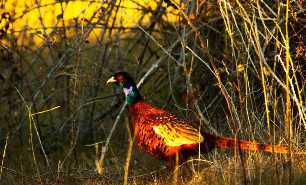 Miankaleh Peninsula ‒ A Heaven For Bird Watchers Image
