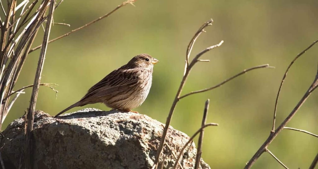 Miankaleh Peninsula ‒ A Heaven For Bird Watchers Image