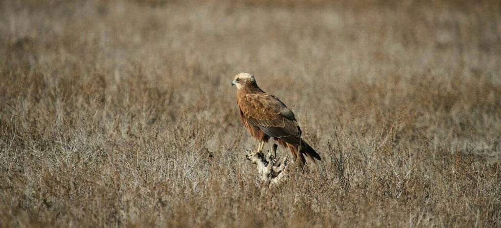 Miankaleh Peninsula ‒ A Heaven For Bird Watchers Image