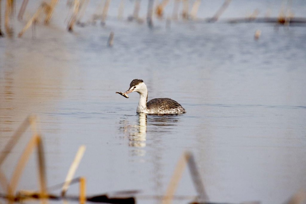 Miankaleh Peninsula ‒ A Heaven For Bird Watchers Image