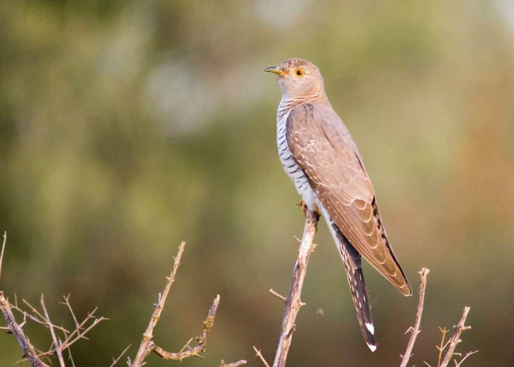 Miankaleh Peninsula ‒ A Heaven For Bird Watchers Image