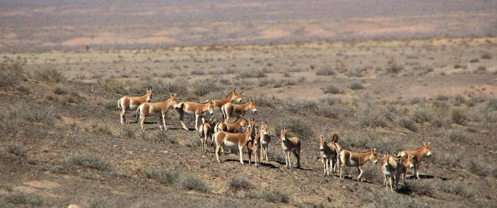 Turan National Park Image