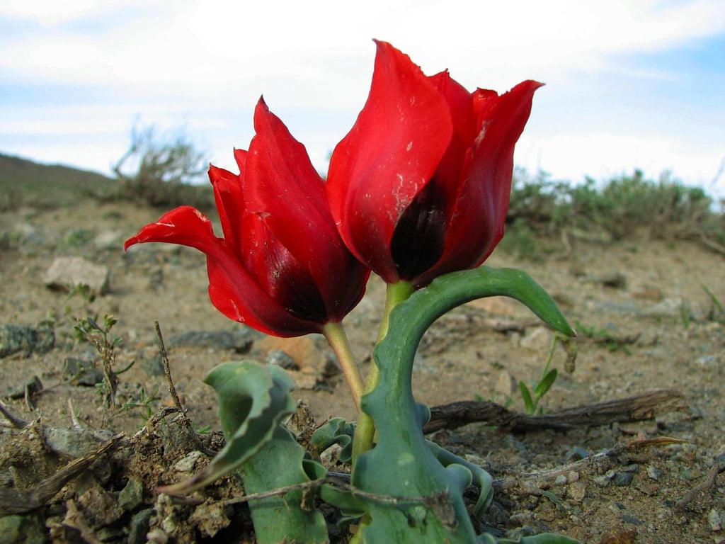 Turan National Park Image
