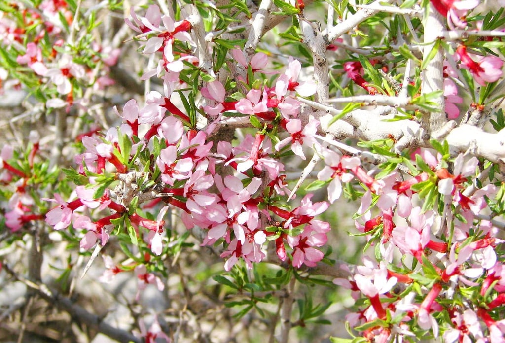 Turan National Park Image