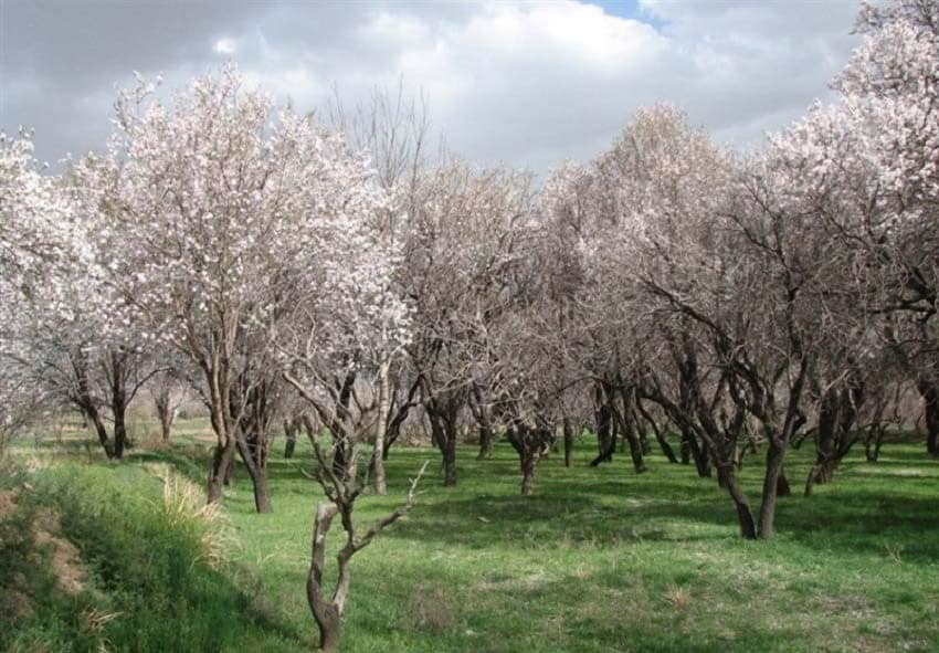 Qazvin Travel Guide Image