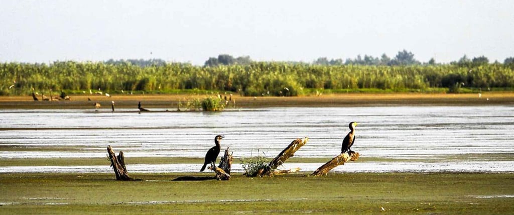 The Wonderland Of Anzali Wetland Image