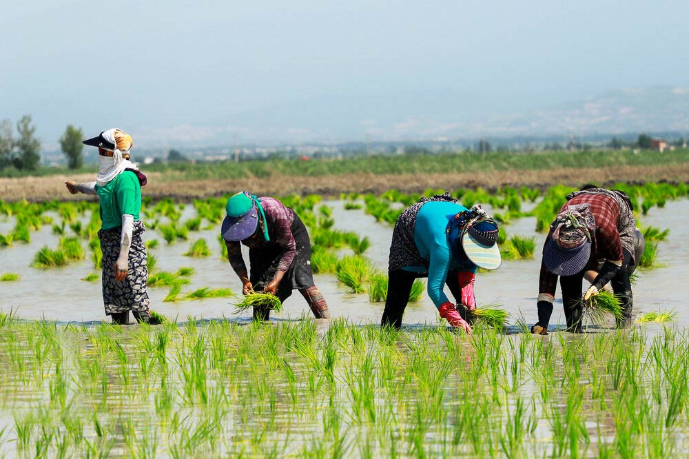 Women In Gilan Planting Rice Seedlings